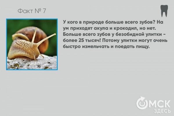 День стоматолога: топ-10 интересных фактов о зубах