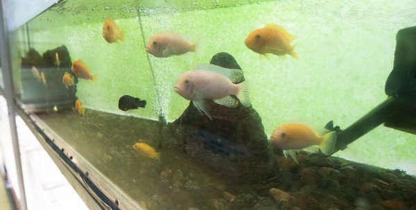 Омич поймал в озере золотую рыбку Омич поймал в озере золотую рыбку