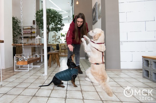 Заявляют "дог-френдли", а продвигают "дог-расизм". Куда податься омским собачникам