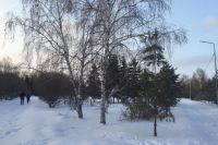 В Омске незаконно вырубили ели на Космическом проспекте