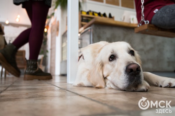 Заявляют "дог-френдли", а продвигают "дог-расизм". Куда податься омским собачникам