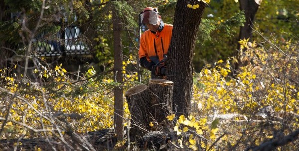 На набережной Оми вырубят более 240 деревьев ради красоты На набережной Оми вырубят более 240 деревьев ради красоты