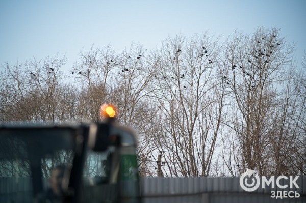 Второй завод по сортировке отходов запущен в Омске