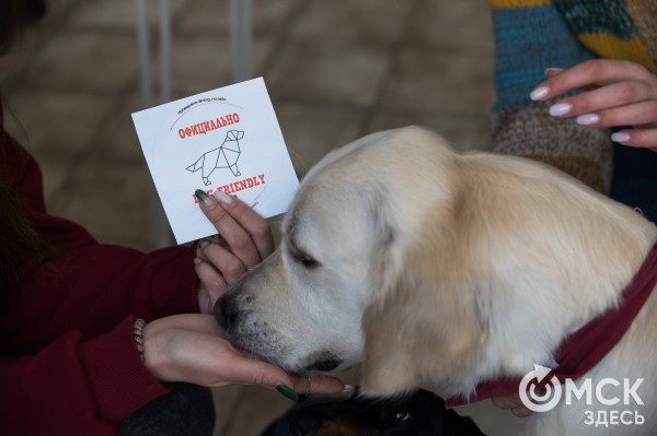 Заявляют "дог-френдли", а продвигают "дог-расизм". Куда податься омским собачникам