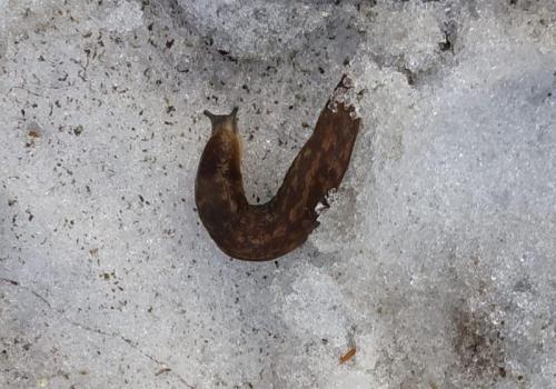 Орис Брут: «Юра-насос»