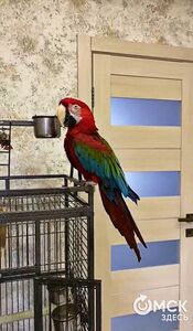 "Дочь всегда спрашивала, почему мы не такие как все". Интервью с дрессировщицей гастрольного цирка "Дочь всегда спрашивала, почему мы не такие как все". Интервью с дрессировщицей гастрольного цирка