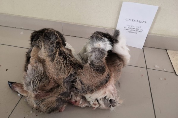 
									Чиновнику омского Минприроды подбросили шкуру убитой косули   [ФОТО]  