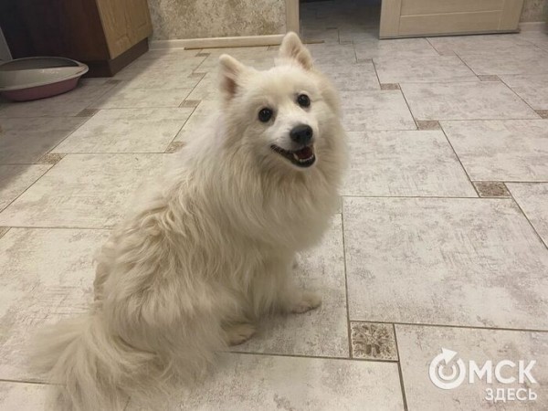 "Дочь всегда спрашивала, почему мы не такие как все". Интервью с дрессировщицей гастрольного цирка "Дочь всегда спрашивала, почему мы не такие как все". Интервью с дрессировщицей гастрольного цирка