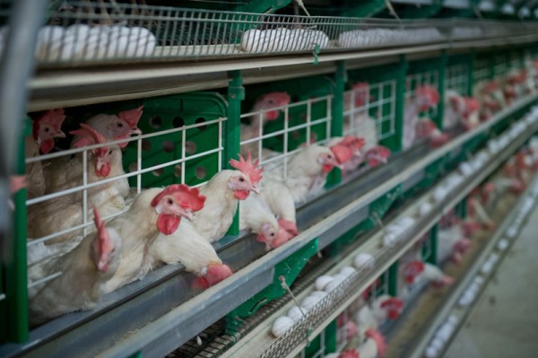 
									Как санкции и Байден влияют на стоимость капусты в Омске? 