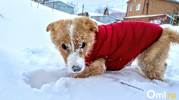 Омская область окажется в зоне действия антициклона с морозами до -25 градусов
