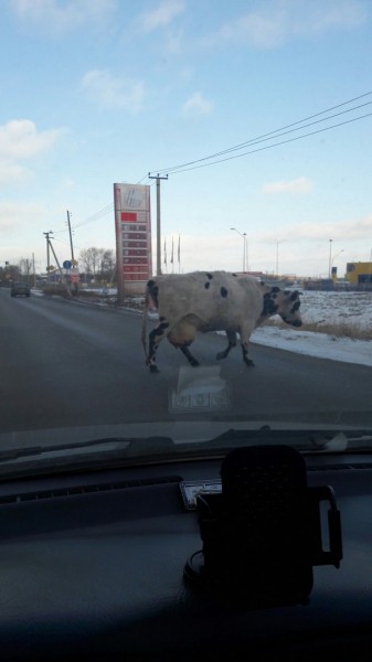 Омичей удивила переходящая дорогу корова