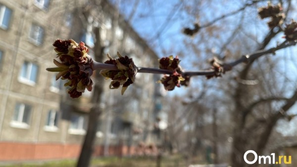 Обрушится снег и придёт 25-градусная жара. Омские синоптики рассказали о новых погодных аномалиях Обрушится снег и придёт 25-градусная жара. Омские синоптики рассказали о новых погодных аномалиях