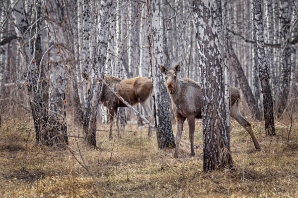 
									Лоси начали выходить на дороги в Омской области 
