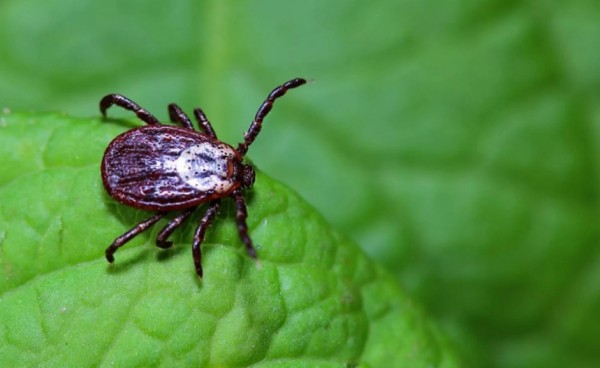 
									Омичи смогут получить программу «Защита от клеща» и сдать на антитела 