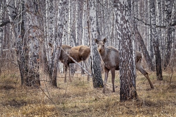 В Омской области спасают беременных лосих