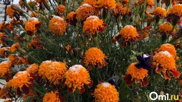 Снег и резкое похолодание. На Омскую область в ближайшие дни обрушится опасный циклон Снег и резкое похолодание. На Омскую область в ближайшие дни обрушится опасный циклон