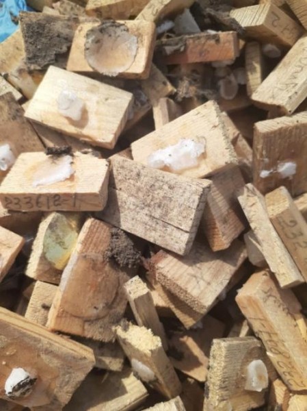 Страшная находка: в Омском СНТ обнаружили россыпи человеческого биоматериала Страшная находка: в Омском СНТ обнаружили россыпи человеческого биоматериала