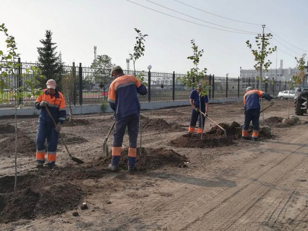 
									Шелест пообещал высадить 20 тысяч деревьев в Омске 