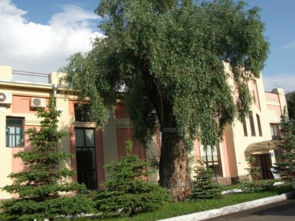 В Омске появится аллея из отростков столетней ивы