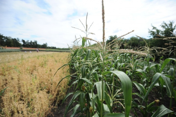 Как санкции и Байден влияют на стоимость капусты в Омске?
Как санкции и Байден влияют на стоимость капусты в Омске?