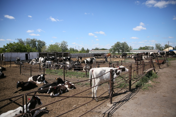 Как санкции и Байден влияют на стоимость капусты в Омске?
Как санкции и Байден влияют на стоимость капусты в Омске?