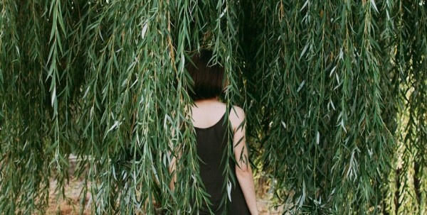 В Омске появится аллея из отростков столетней ивы