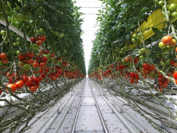 Как санкции и Байден влияют на стоимость капусты в Омске?
Как санкции и Байден влияют на стоимость капусты в Омске?