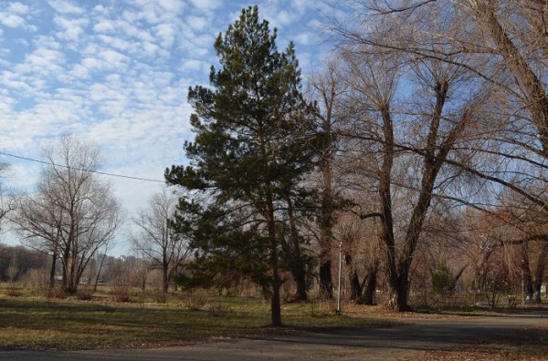 
									Чем Омску грозит «нашествие» электросамокатов? 