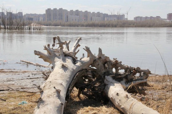 
									Шелеста расстроила коряга на берегу Иртыша   [ФОТО]  