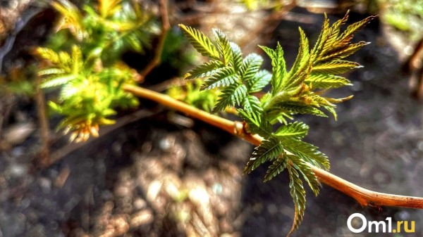 Штормовой ветер, мороз и 27-градусная жара. Омские синоптики рассказали о новых сюрпризах погоды