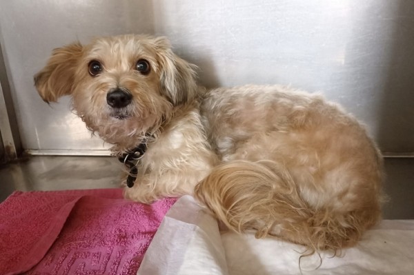 Омичи собрали деньги для собаки, сброшенной с 10-го этажа
Омичи собрали деньги для собаки, сброшенной с 10-го этажа