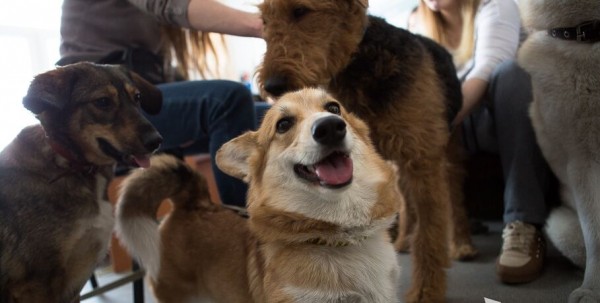 Почему здесь гулять нельзя? Расследуем наше собачье дело Почему здесь гулять нельзя? Расследуем наше собачье дело