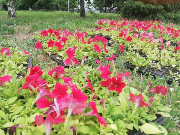 
									В Омске высадят сотни тысяч цветов 