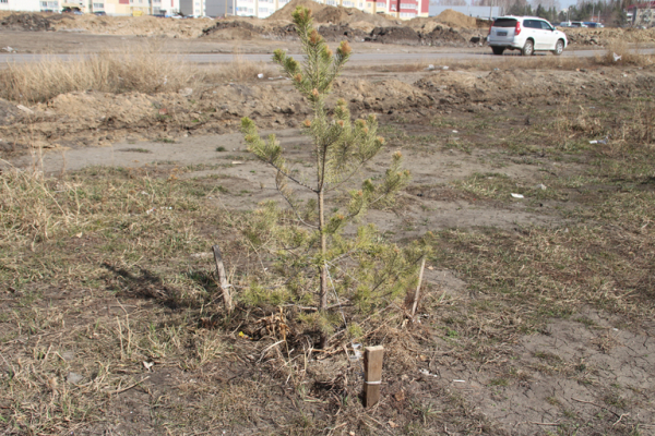 
									Жизнь в омских новостройках: школьники из «Амура-2» передают большой привет   [ФОТО]  