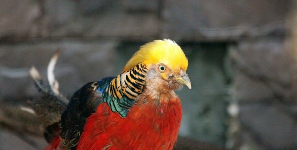 Большереченский зоопарк показал чудо света Большереченский зоопарк показал чудо света