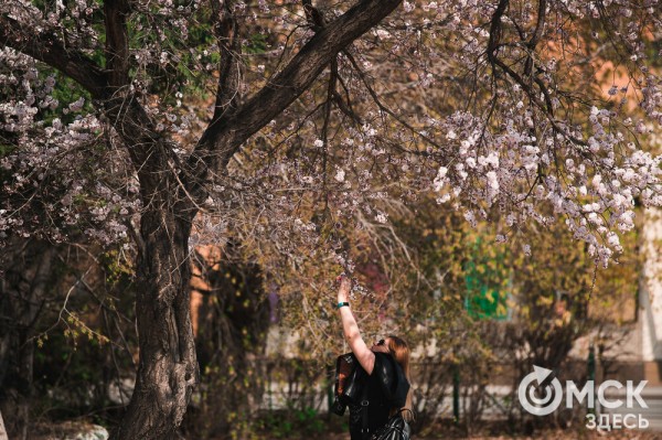 В Омске расцвел абрикос