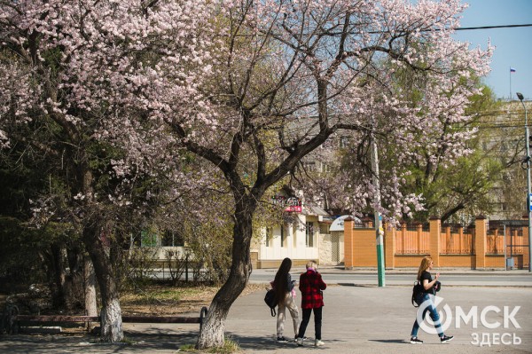 В Омске расцвел абрикос