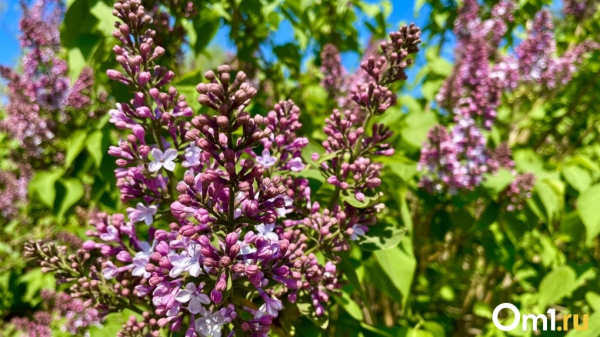 Дожди отменяются. В Омской области будет сухо, жарко и ветрено