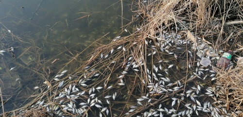 Калачинская «движуха» или что ждет «парк мечты» Мецлера? Калачинская «движуха» или что ждет «парк мечты» Мецлера?