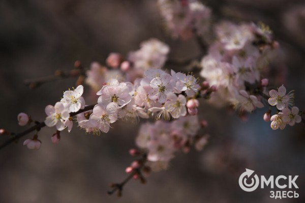 В Омске расцвел абрикос