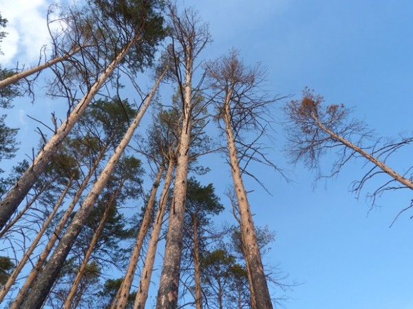 
									Леса на омских курортах вырубят под коттеджи? 