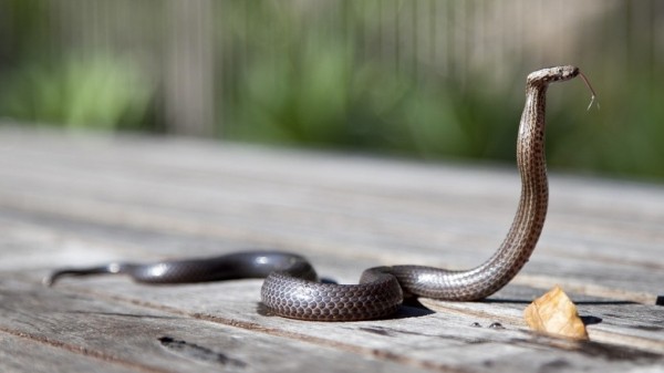 В Омской области змея напала на кота В Омской области змея напала на кота