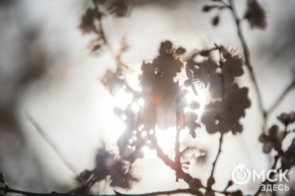 В Омске расцвел абрикос