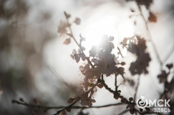 В Омске расцвел абрикос