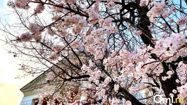 Ночные морозы, туманы и 23-градусная жара. Омские синоптики дали тревожный прогноз погоды на начало мая