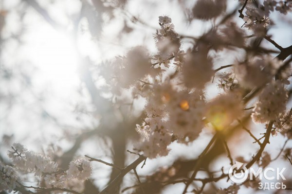 В Омске расцвел абрикос