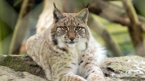 Следующий белый медведь? Экологи пытаются добиться запрета охоты на рысь в Омской области