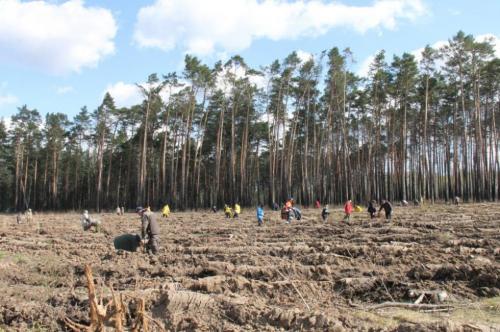 На месте утраченного бора в Красноярке посадили Сад памяти