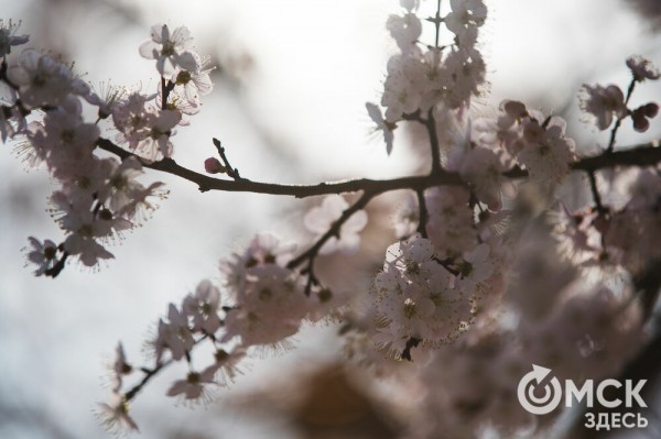 В Омске расцвел абрикос