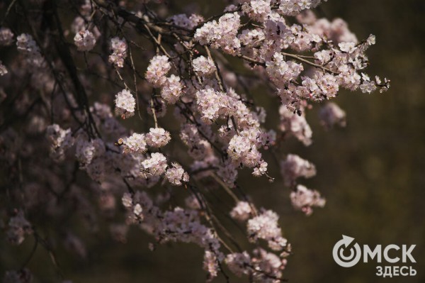 В Омске расцвел абрикос